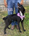 Venus Velvet *LOCAL*