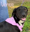 Venus Velvet *LOCAL*