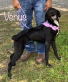 Venus Velvet *LOCAL*