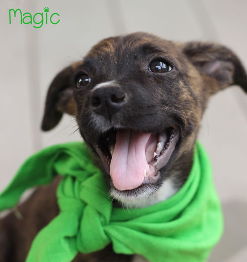 Magic Baller