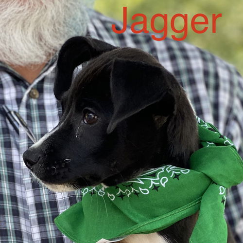 Jagger Rockstar *LOCAL*