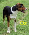Oz Gilmore *LOCAL*