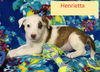 Henrietta Vintage