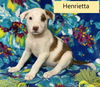 Henrietta Vintage