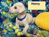 Henry Vintage *LOCAL*