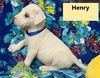 Henry Vintage *LOCAL*