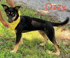 Ozzy *LOCAL*