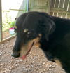 Maggie