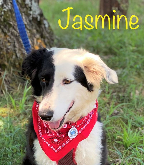Jasmine *LOCAL*