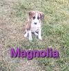 Magnolia Lock *LOCAL*