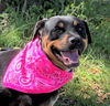 Xena *LOCAL*