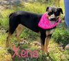 Xena *LOCAL*