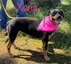 Xena *LOCAL*