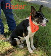 Radar *LOCAL*