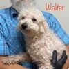 Walter