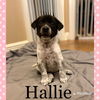 Hallie Femme