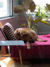 Mabel *LOCAL* MEET ME!