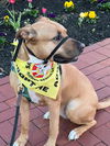 Mabel *LOCAL* MEET ME!