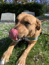 Mabel *LOCAL* MEET ME!