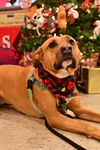 Mabel *LOCAL* MEET ME!