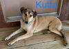 Kutta *LOCAL*