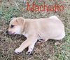 Machiatto Coffee