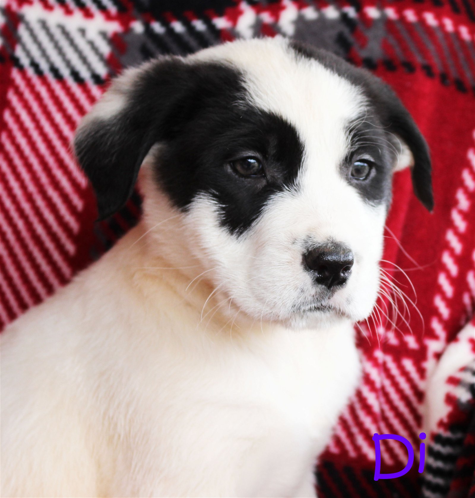 adoptable Dog in Warwick, RI named Di Royal