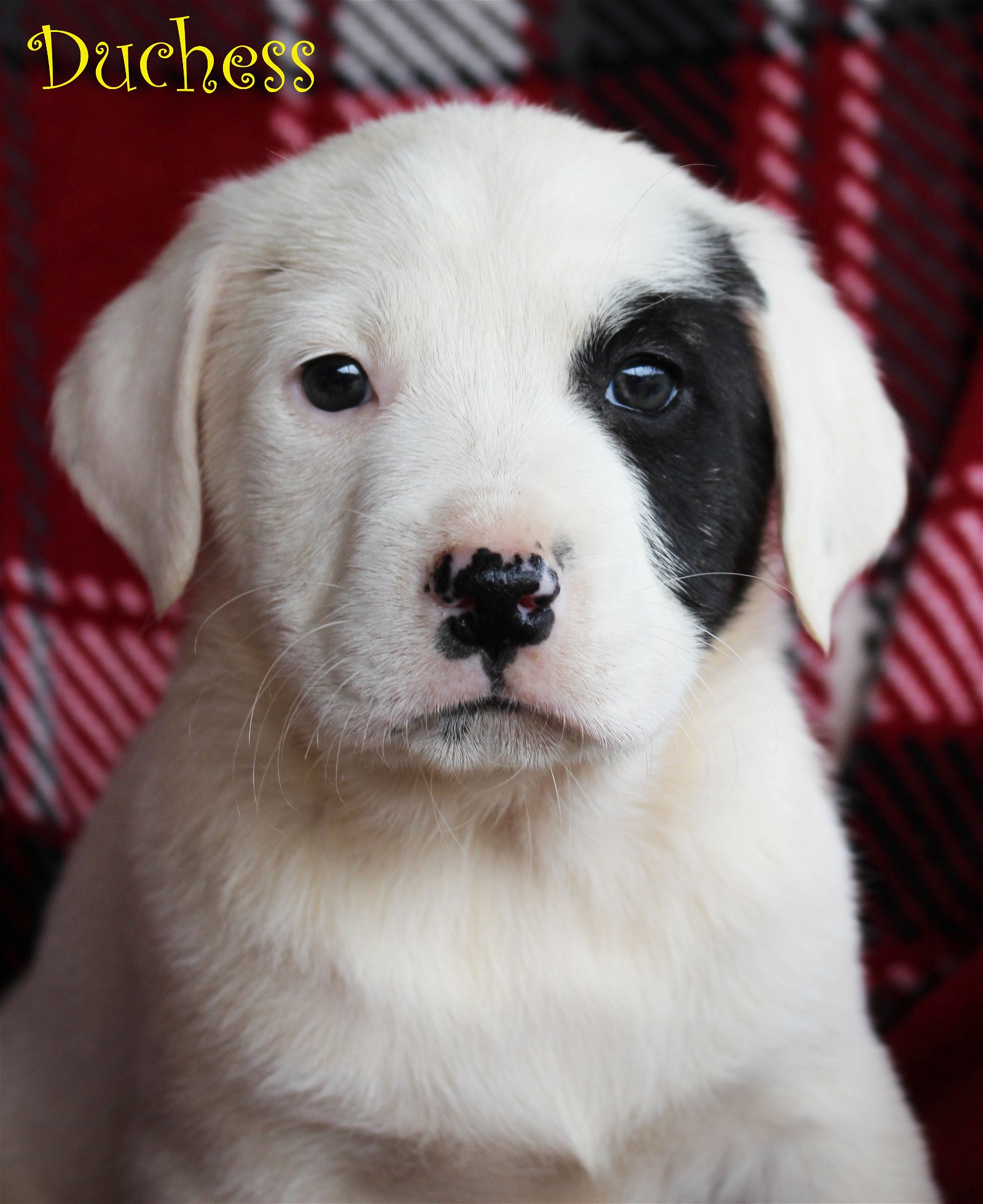 adoptable Dog in Warwick, RI named Duchess Royal