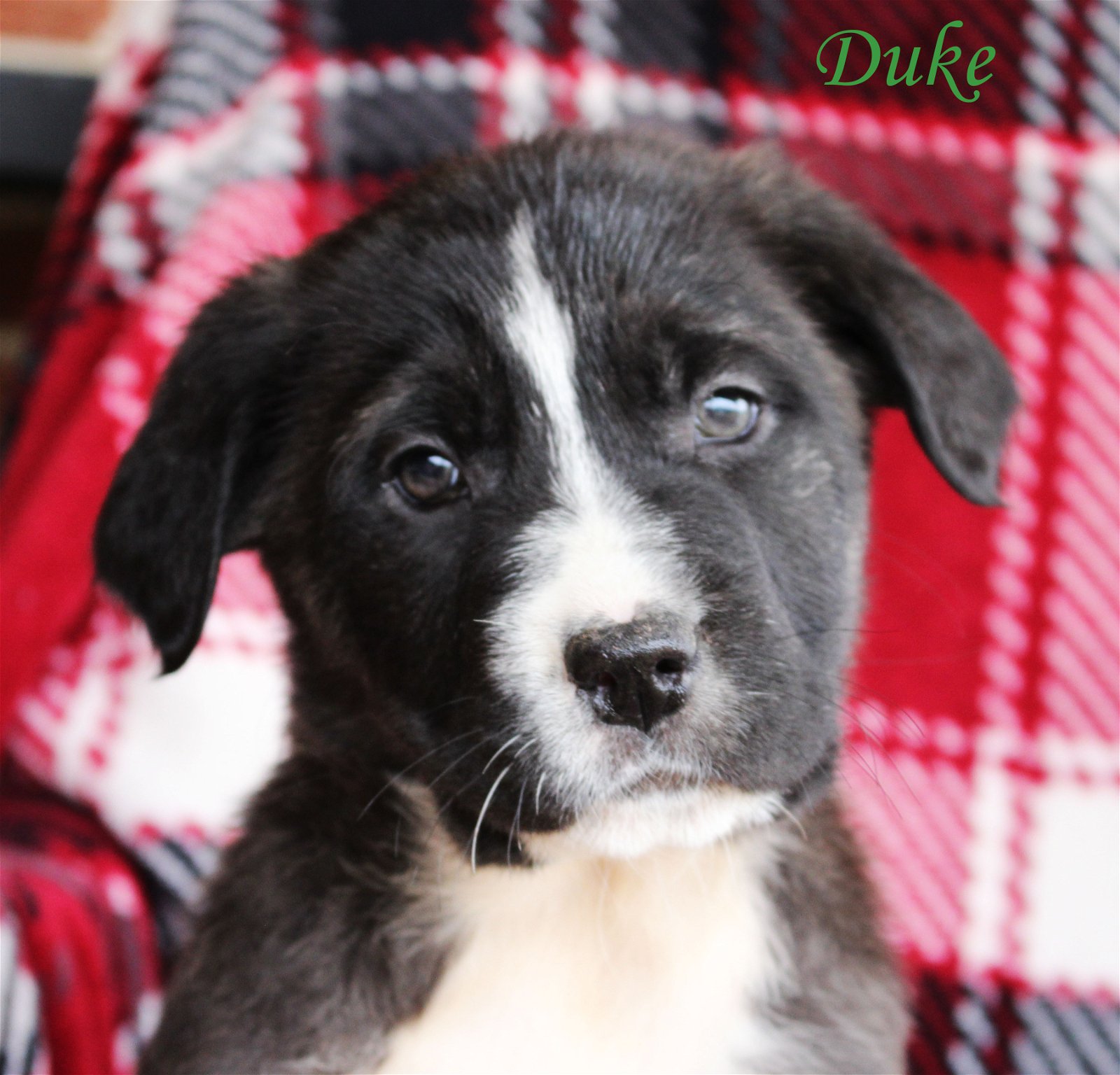 adoptable Dog in Warwick, RI named Duke Royal