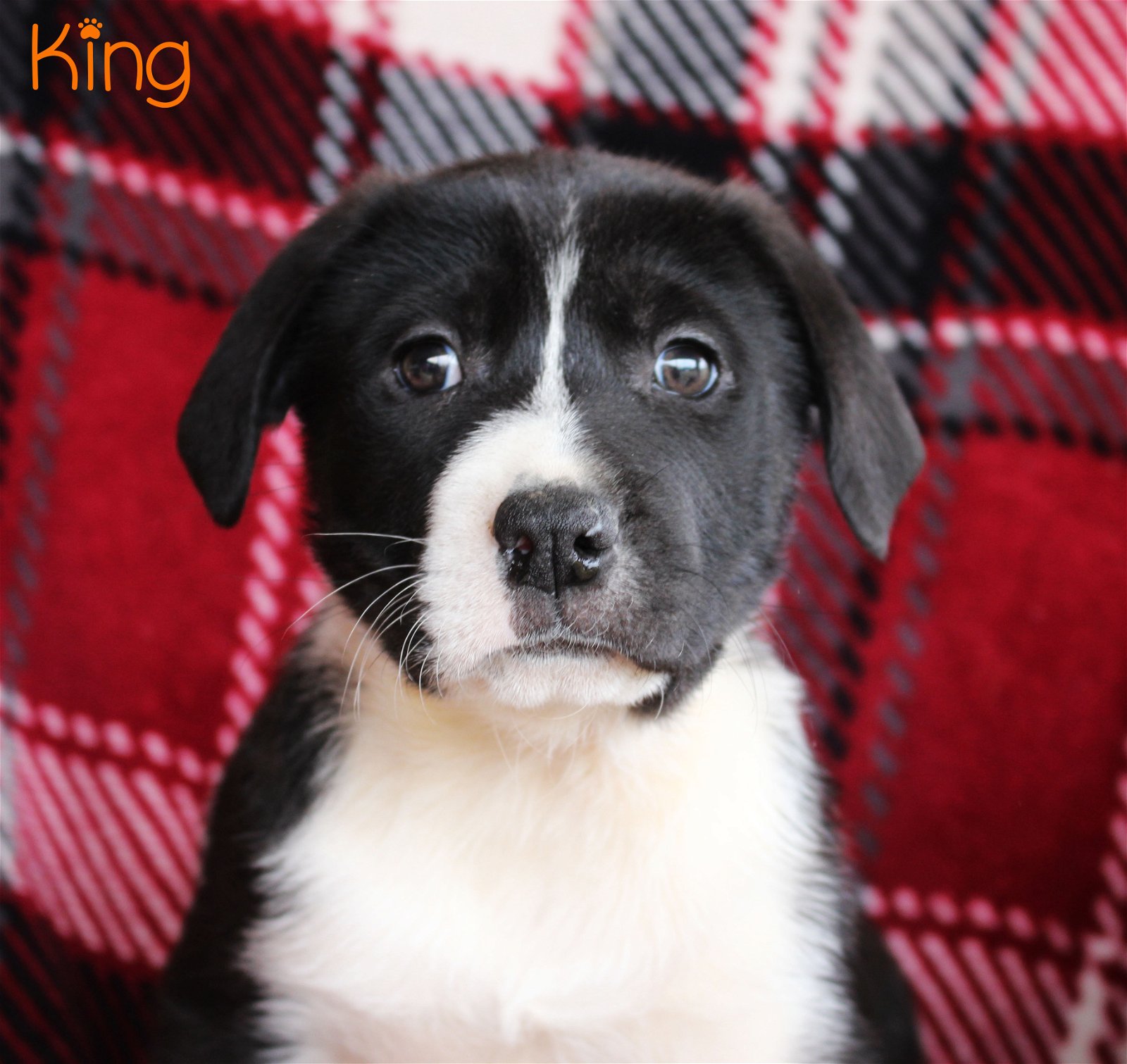 adoptable Dog in Warwick, RI named King Royal