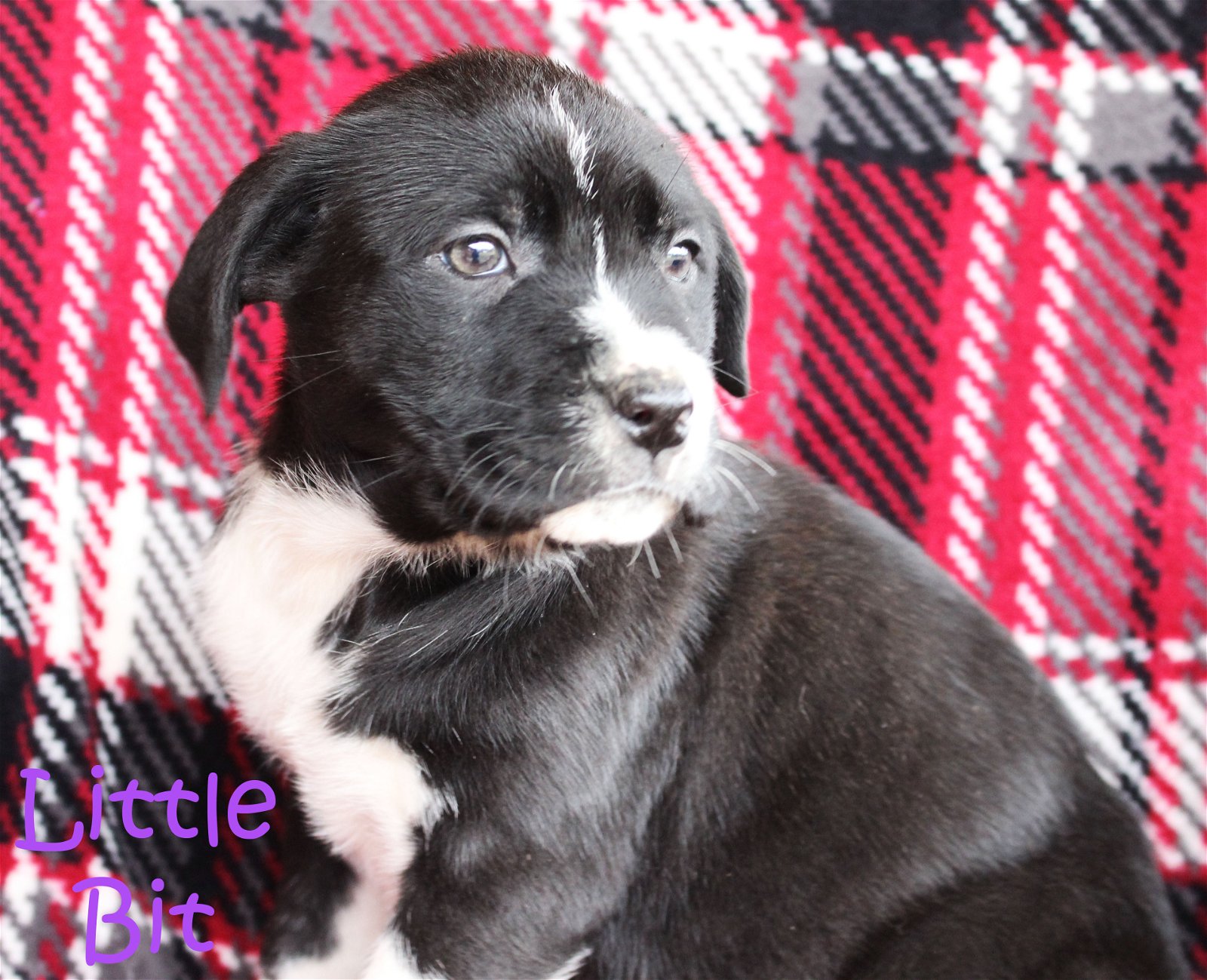 adoptable Dog in Warwick, RI named Little Bit Royal *LOCAL*