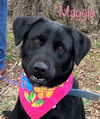 Maggie Shamrock *LOCAL*