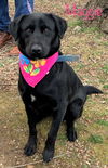 Maggie Shamrock *LOCAL*