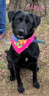 Maggie Shamrock *LOCAL*