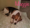 Maggie *LOCAL*