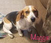 Maggie *LOCAL*