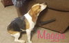 Maggie *LOCAL*