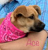 Ace Twist