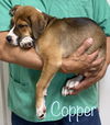 Copper Foxy *LOCAL*