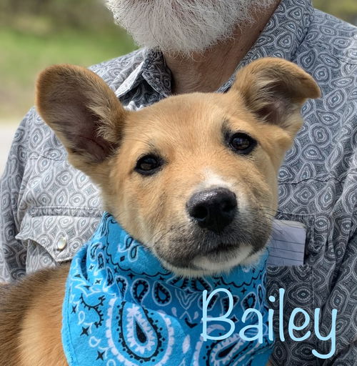 Bailey