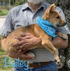 Bailey