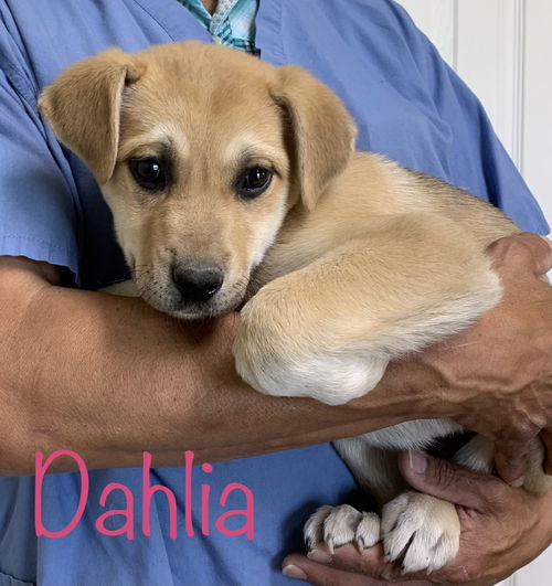 Dahlia May