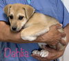 Dahlia May