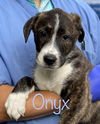 Onyx Guide *LOCAL*