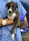 Onyx Guide *LOCAL*