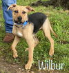 Wilbur *LOCAL*