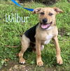 Wilbur *LOCAL*