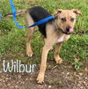 Wilbur *LOCAL*