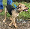 Wilbur *LOCAL*