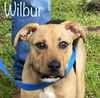 Wilbur *LOCAL*